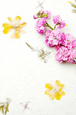 포토 JPG 스튜디오촬영 식물 꽃 종이 분홍색 꽃무늬 벽지 실내 사람없음 스토크 국내포토 컬러 무늬 내부 파일형식