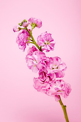 포토 JPG 스튜디오촬영 식물 꽃 분홍색 실내 사람없음 스토크 국내포토 컬러 내부 파일형식