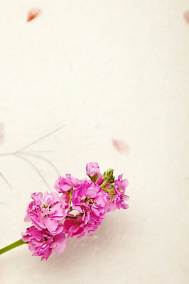 포토 JPG 스튜디오촬영 식물 꽃 종이 분홍색 꽃무늬 벽지 실내 사람없음 스토크 국내포토 컬러 무늬 내부 파일형식