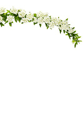 포토 JPG 스튜디오촬영 식물 꽃 실내 누끼 사람없음 흰색 설유화 국내포토 컬러 내부 파일형식