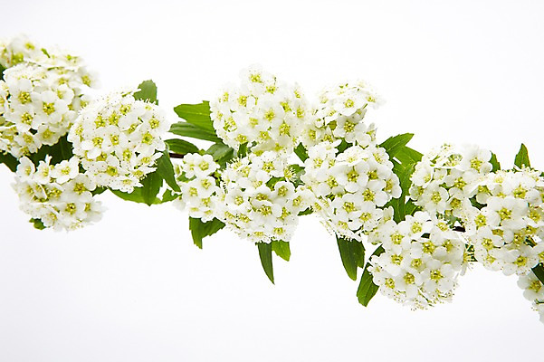 포토 JPG 스튜디오촬영 식물 꽃 실내 사람없음 흰색 설유화 국내포토 컬러 내부 파일형식