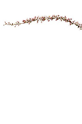 포토 JPG 스튜디오촬영 식물 꽃 분홍색 실내 누끼 사람없음 흰색 설유화 국내포토 컬러 내부 파일형식