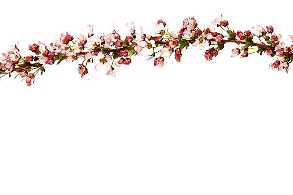 포토 JPG 스튜디오촬영 식물 꽃 분홍색 실내 누끼 사람없음 흰색 설유화 국내포토 컬러 내부 파일형식