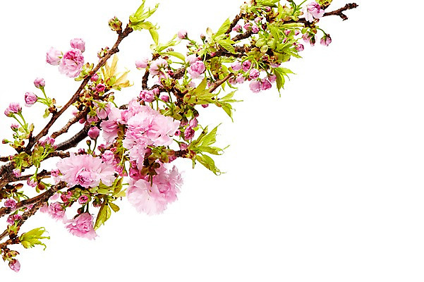 포토 JPG 스튜디오촬영 식물 꽃 분홍색 실내 꽃나무 누끼 사람없음 벚꽃 나뭇가지 겹벚꽃 국내포토 나무 컬러 내부 파일형식