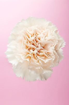 포토 JPG 스튜디오촬영 식물 꽃 한송이 실내 사람없음 흰색 카네이션 국내포토 1 컬러 내부 송이 파일형식