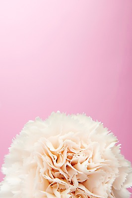 포토 JPG 스튜디오촬영 식물 꽃 한송이 실내 사람없음 흰색 카네이션 국내포토 1 컬러 내부 송이 파일형식