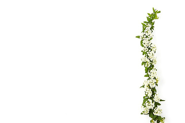 포토 JPG 스튜디오촬영 식물 꽃 실내 누끼 사람없음 흰색 설유화 국내포토 컬러 내부 파일형식