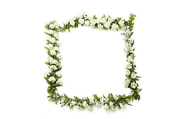 포토 JPG 스튜디오촬영 식물 꽃 프레임 실내 누끼 사람없음 사각형 흰색 설유화 국내포토 도형 컬러 내부 파일형식