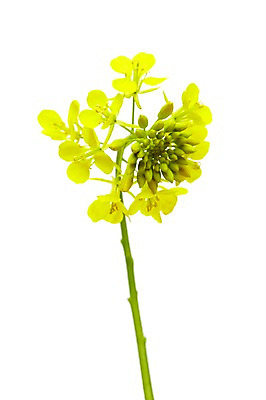 포토 JPG 스튜디오촬영 식물 꽃 실내 누끼 사람없음 노란색 유채 국내포토 컬러 내부 파일형식