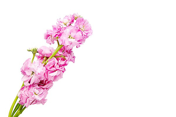 포토 JPG 스튜디오촬영 식물 꽃 분홍색 실내 누끼 사람없음 스토크 국내포토 컬러 내부 파일형식