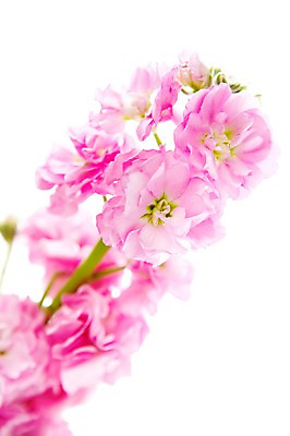 포토 JPG 스튜디오촬영 식물 꽃 분홍색 실내 누끼 사람없음 스토크 국내포토 컬러 내부 파일형식