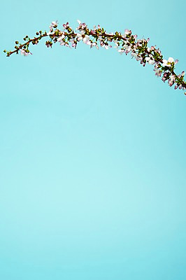 포토 JPG 스튜디오촬영 식물 꽃 실내 사람없음 흰색 설유화 국내포토 컬러 내부 파일형식