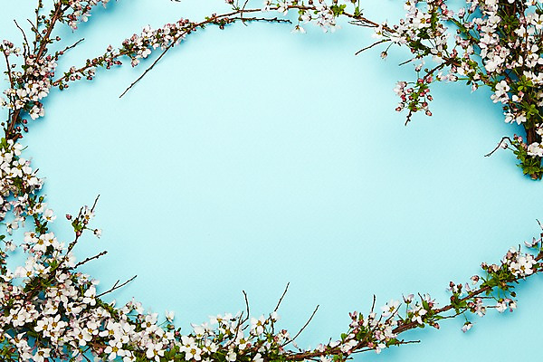 포토 JPG 스튜디오촬영 식물 꽃 프레임 실내 사람없음 흰색 설유화 국내포토 컬러 내부 파일형식