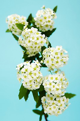 포토 JPG 스튜디오촬영 식물 꽃 실내 사람없음 흰색 설유화 국내포토 컬러 내부 파일형식