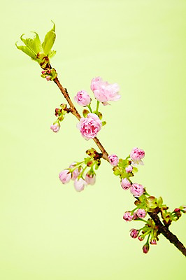 포토 JPG 스튜디오촬영 식물 꽃 분홍색 실내 꽃나무 사람없음 벚꽃 나뭇가지 겹벚꽃 국내포토 나무 컬러 내부 파일형식