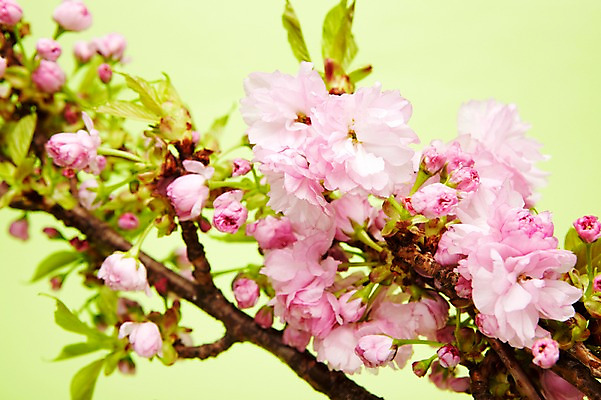 포토 JPG 스튜디오촬영 식물 꽃 분홍색 실내 꽃나무 사람없음 벚꽃 나뭇가지 겹벚꽃 국내포토 나무 컬러 내부 파일형식