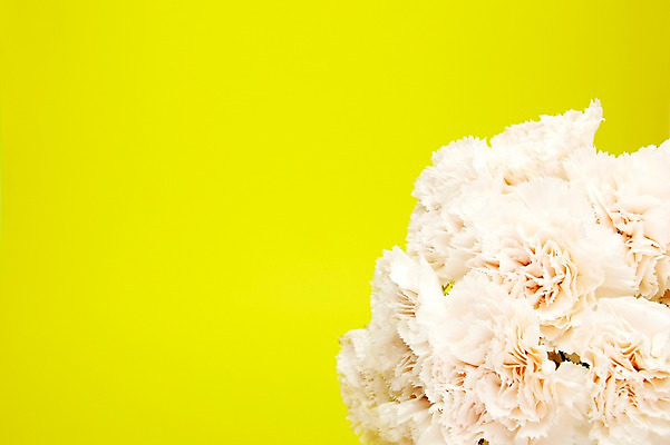 포토 JPG 스튜디오촬영 식물 꽃 실내 사람없음 흰색 카네이션 국내포토 컬러 내부 파일형식