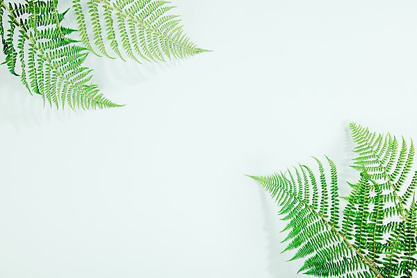 포토 JPG 해외이미지 잎 실내 사람없음 파란배경 카피스페이스 해외202004 해외포토 식물 백그라운드 내부 파란색 공백 파일형식