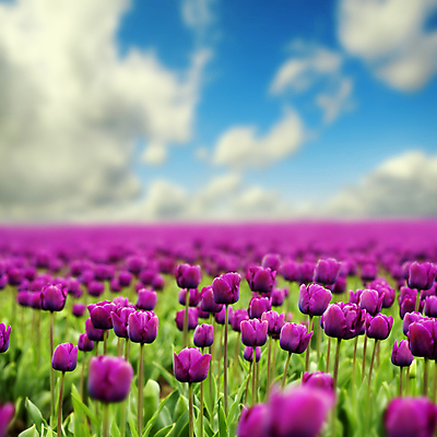 포토 JPG 해외이미지 주간 구름 하늘 사람없음 야외 아웃포커스 튤립 해외202004 해외포토 자연요소 꽃 촬영기법 파일형식