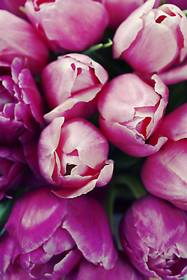 포토 JPG 해외이미지 꽃다발 실내 근접촬영 사람없음 튤립 가득함 해외202004 해외포토 꽃 뷰포인트 내부 파일형식