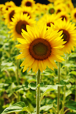 포토 JPG 해외이미지 주간 꽃밭 해바라기 사람없음 야외 해외202004 해외포토 자연요소 꽃 파일형식