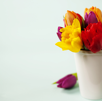 포토 JPG 해외이미지 화분 꽃다발 봄꽃 실내 사람없음 튤립 카피스페이스 민트색배경 해외202004 해외포토 꽃 백그라운드 내부 봄 공백 민트색 파일형식