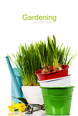 포토 JPG 해외이미지 화분 실내 사람없음 물뿌리개 흰배경 원예 수선화 갈퀴 프리뮬러 해외202004 해외포토 꽃 백그라운드 취미 내부 흰색 파일형식