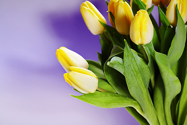 포토 JPG 해외이미지 꽃다발 실내 타이포그라피 사람없음 튤립 보라색배경 카피스페이스 해외202004 해외포토 문자 꽃 백그라운드 내부 보라색 공백 파일형식