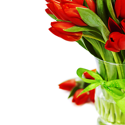 포토 JPG 해외이미지 리본 꽃다발 사람없음 꽃병 튤립 흰배경 해외202004 해외포토 꽃 백그라운드 흰색 파일형식