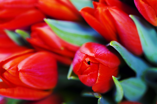 포토 JPG 해외이미지 사람없음 튤립 블러 해외202004 해외포토 꽃 파일형식