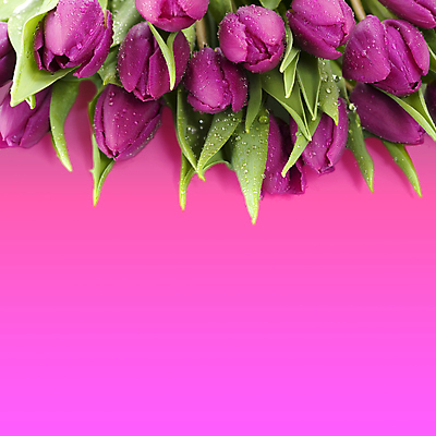 포토 JPG 해외이미지 꽃잎 분홍색 잎 사람없음 젖음 튤립 카피스페이스 해외202004 해외포토 식물 꽃 컬러 공백 파일형식