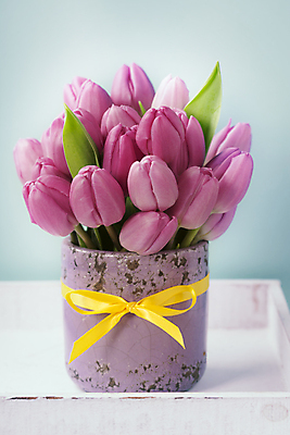 포토 JPG 해외이미지 리본 화분 꽃다발 실내 사람없음 튤립 파란배경 나무탁자 해외202004 해외포토 꽃 백그라운드 탁자 내부 파란색 파일형식