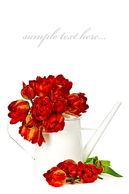 포토 JPG 해외이미지 꽃다발 캘리그라피 사람없음 물뿌리개 튤립 흰배경 해외202004 해외포토 꽃 백그라운드 흰색 파일형식