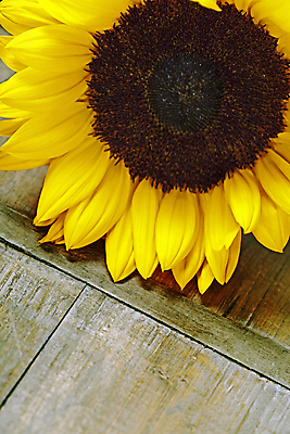 포토 JPG 해외이미지 해바라기 실내 사람없음 해외202004 해외포토 꽃 내부 파일형식