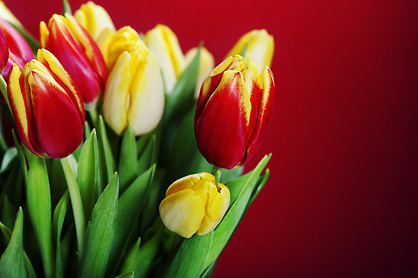 포토 JPG 해외이미지 꽃다발 사람없음 튤립 빨간배경 해외202004 해외포토 꽃 백그라운드 빨간색 파일형식