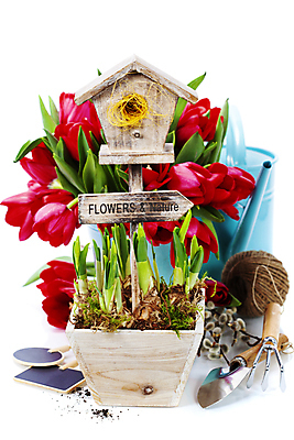 포토 JPG 해외이미지 화분 장갑 실내 사람없음 물뿌리개 튤립 표지판 둥지 삽 흰배경 원예 수선화 노끈 갈퀴 해외202004 해외포토 잡화 꽃 줄 백그라운드 알림판 취미 내부 흰색 파일형식