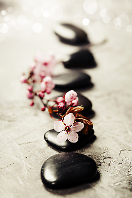 포토 JPG 해외이미지 회색배경 실내 사람없음 아웃포커스 벚꽃 아로마 일렬 아로마테라피 스톤 해외202004 해외포토 꽃 백그라운드 촬영기법 내부 회색 테라피 파일형식