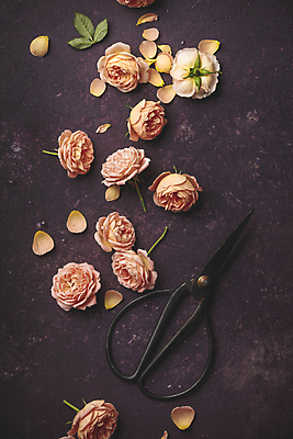 포토 JPG 해외이미지 꽃잎 잎 실내 사람없음 장미 감성 보라색배경 조경가위 해외202004 해외포토 식물 꽃 백그라운드 컨셉 가위_도구 내부 보라색 파일형식