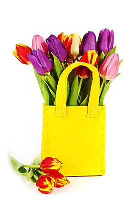 포토 JPG 해외이미지 꽃잎 가방 사람없음 튤립 흰배경 담기 해외202004 해외포토 잡화 꽃 백그라운드 모션 흰색 파일형식