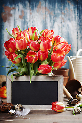 포토 JPG 해외이미지 화분 꽃다발 프레임 사람없음 칠판 물뿌리개 튤립 둥지 모종삽 깃털 파란배경 메추리알 해외202004 해외포토 꽃 백그라운드 파란색 알 삽 파일형식