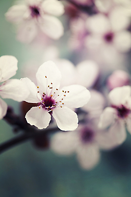 포토 JPG 해외이미지 봄꽃 실내 근접촬영 사람없음 아웃포커스 벚꽃 해외202004 해외포토 꽃 뷰포인트 촬영기법 내부 봄 파일형식