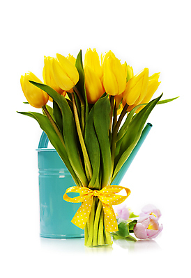 포토 JPG 해외이미지 리본 꽃다발 실내 사람없음 물뿌리개 튤립 흰배경 해외202004 해외포토 꽃 백그라운드 내부 흰색 파일형식