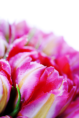 포토 JPG 해외이미지 실내 근접촬영 사람없음 아웃포커스 튤립 물방울 흰배경 해외202004 해외포토 꽃 뷰포인트 백그라운드 촬영기법 내부 흰색 파일형식