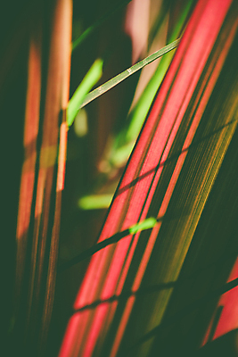 포토 JPG 해외이미지 주간 백그라운드 잎 근접촬영 사람없음 야외 아웃포커스 해외202004 해외포토 자연요소 식물 뷰포인트 촬영기법 파일형식