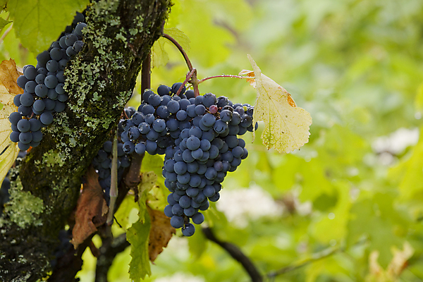 포토 JPG 해외이미지 열매 백그라운드 잎 패턴 과일 자연 포도 종류 사람없음 빨간색 농작물 와인 수확 가을 나뭇가지 다발 포르투갈 유기농 포도밭 포도나무 지역 도루강 숙성 양조 맛있는 해외202004 해외202105 해외포토 나무 식물 웰빙 계절 유럽 컬러 무늬 밭 농업 주류 과일나무 생태계 파일형식