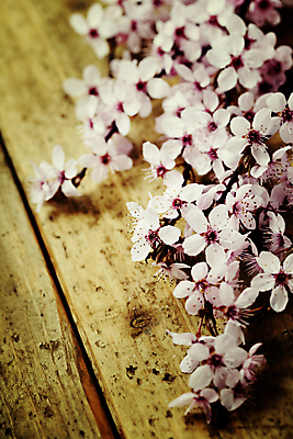 포토 JPG 해외이미지 봄꽃 실내 사람없음 벚꽃 비네팅 나무배경 해외202004 해외포토 꽃 백그라운드 촬영기법 내부 봄 파일형식