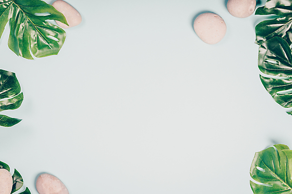 포토 JPG 해외이미지 프레임 사람없음 조약돌 흰배경 몬스테라 카피스페이스 해외202004 해외포토 식물 백그라운드 공백 돌_바위 흰색 파일형식