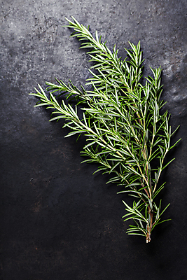 포토 JPG 해외이미지 검은배경 실내 사람없음 허브 로즈메리 해외202004 해외포토 식물 백그라운드 내부 검은색 파일형식