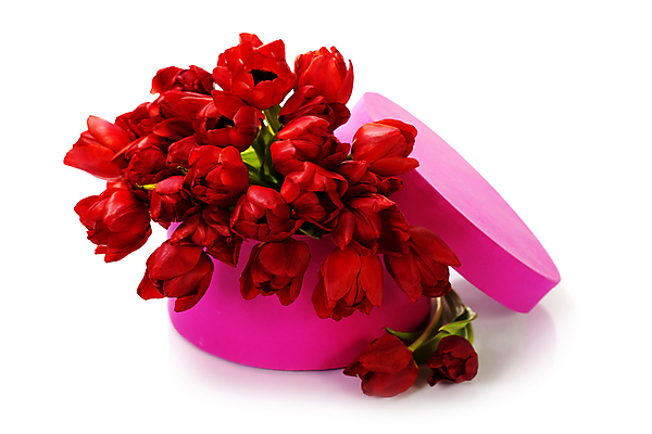 포토 JPG 해외이미지 꽃다발 발렌타인데이 사람없음 상자 튤립 흰배경 해외202004 해외포토 꽃 백그라운드 데이이벤트 흰색 파일형식