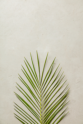 포토 JPG 해외이미지 실내 사람없음 야자수잎 베이지색배경 카피스페이스 해외202004 해외포토 백그라운드 잎 내부 공백 베이지색 파일형식